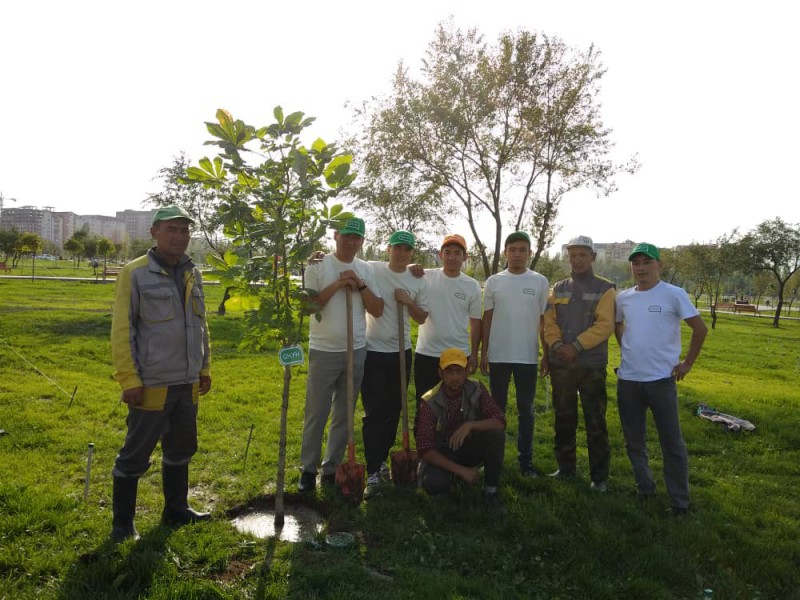 Коллектив ГК  «Акун» высадил деревья в парке  «Ынтымак»